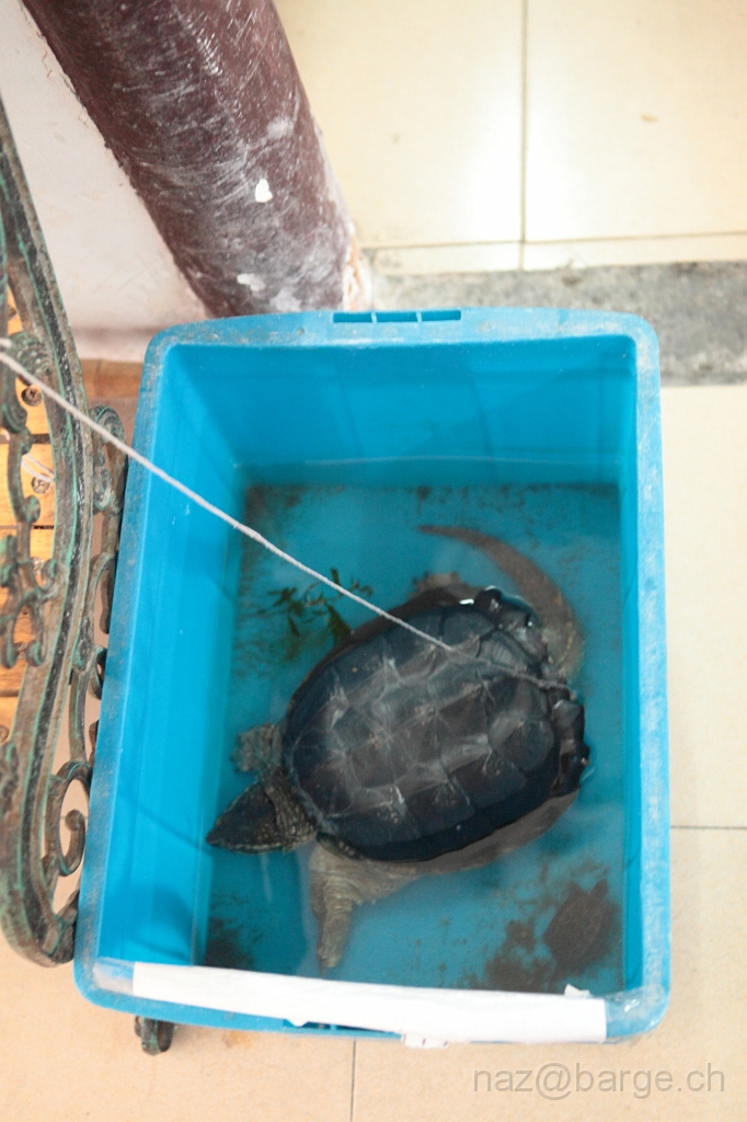 animal de compagnie.JPG